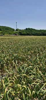 팜모닝 자유주제·자유게시판 게시글 이미지