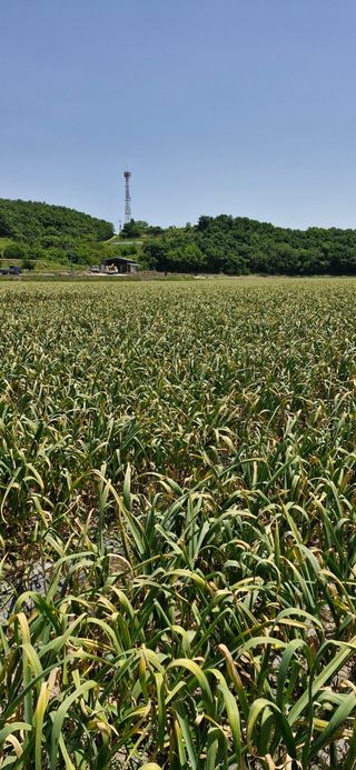 펠렛전문이부장님의 자유주제 · 자유게시판 작성글 사진