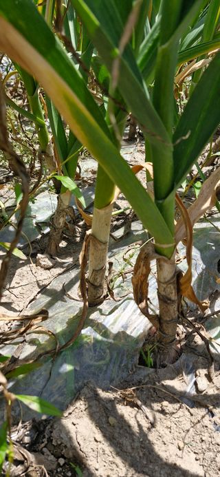 펠렛전문이부장님의 자유주제 · 자유게시판 작성글 사진