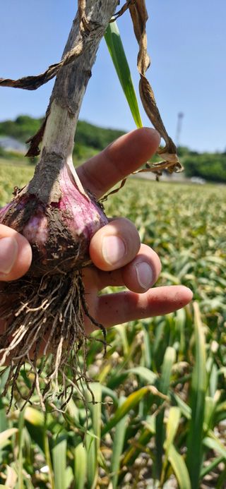 펠렛전문이부장님의 자유주제 · 자유게시판 작성글 사진