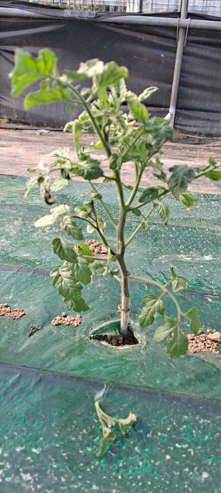 최태숙님의 토마토 · 병해충상담 작성글 사진