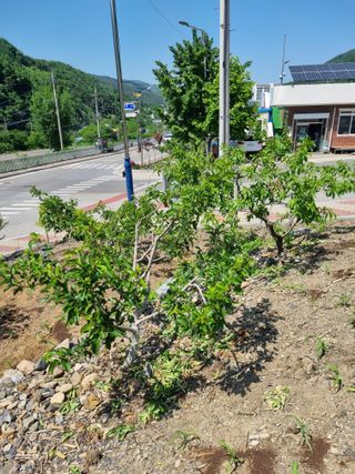 김용대님의 팜이웃과 출근/퇴근 같이해요! · 참여글 작성글 사진