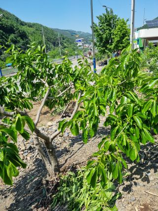 김용대님의 팜이웃과 출근/퇴근 같이해요! · 참여글 작성글 사진