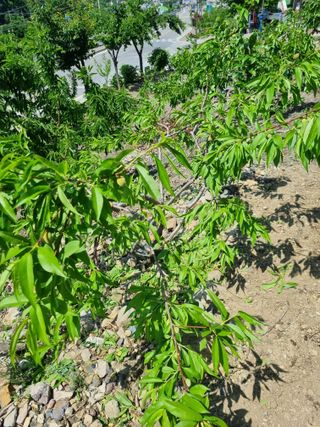 김용대님의 팜이웃과 출근/퇴근 같이해요! · 참여글 작성글 사진