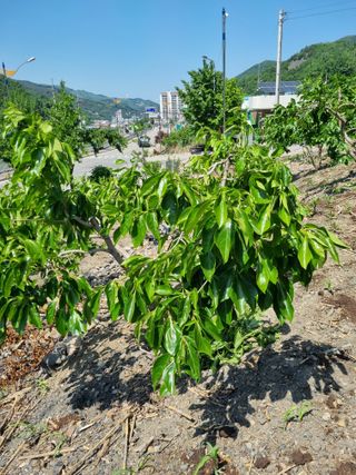 김용대님의 팜이웃과 출근/퇴근 같이해요! · 참여글 작성글 사진