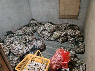 정동출님의 마늘 · 영농일지 작성글 사진