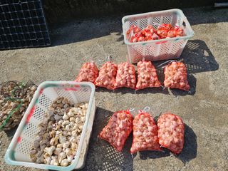 정동출님의 마늘 · 영농일지 작성글 사진