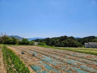 정동출님의 마늘 · 영농일지 작성글 사진