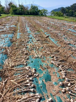 정동출님의 마늘 · 영농일지 작성글 사진