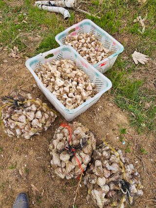 정동출님의 마늘 · 영농일지 작성글 사진