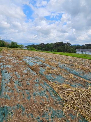 정동출님의 마늘 · 영농일지 작성글 사진