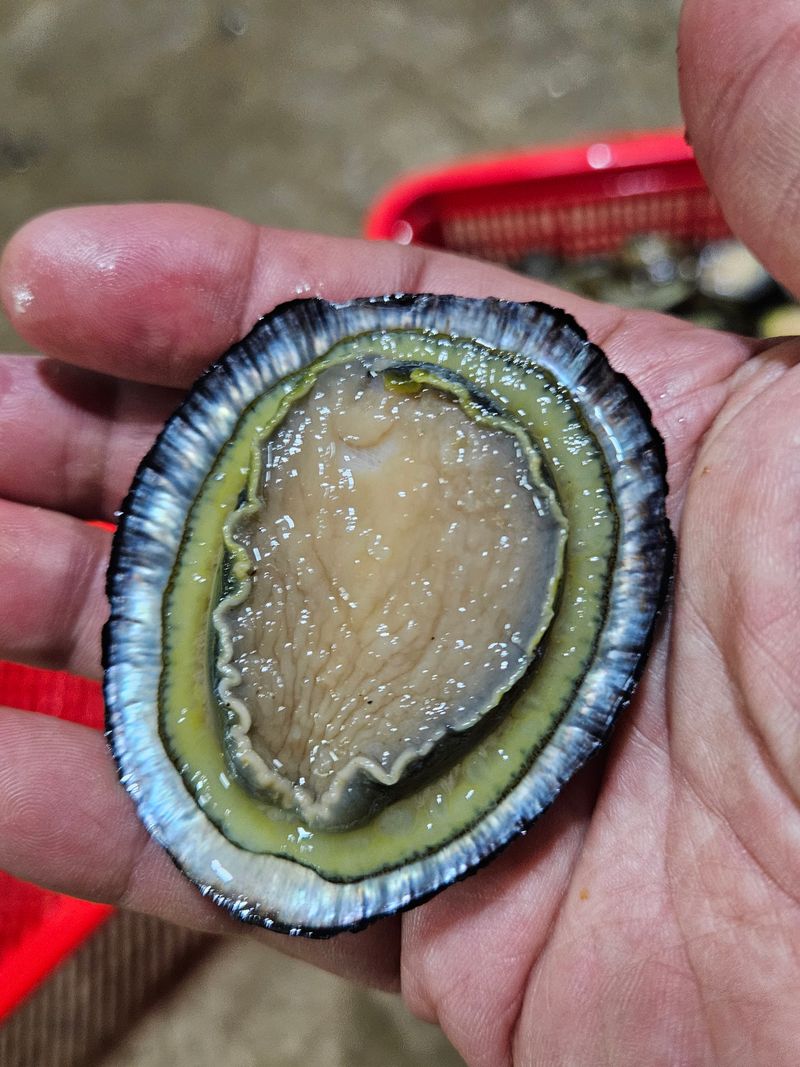 장터 상품 [청정해역 완도 자연산 배말 삿갓조개 500g] 썸네일