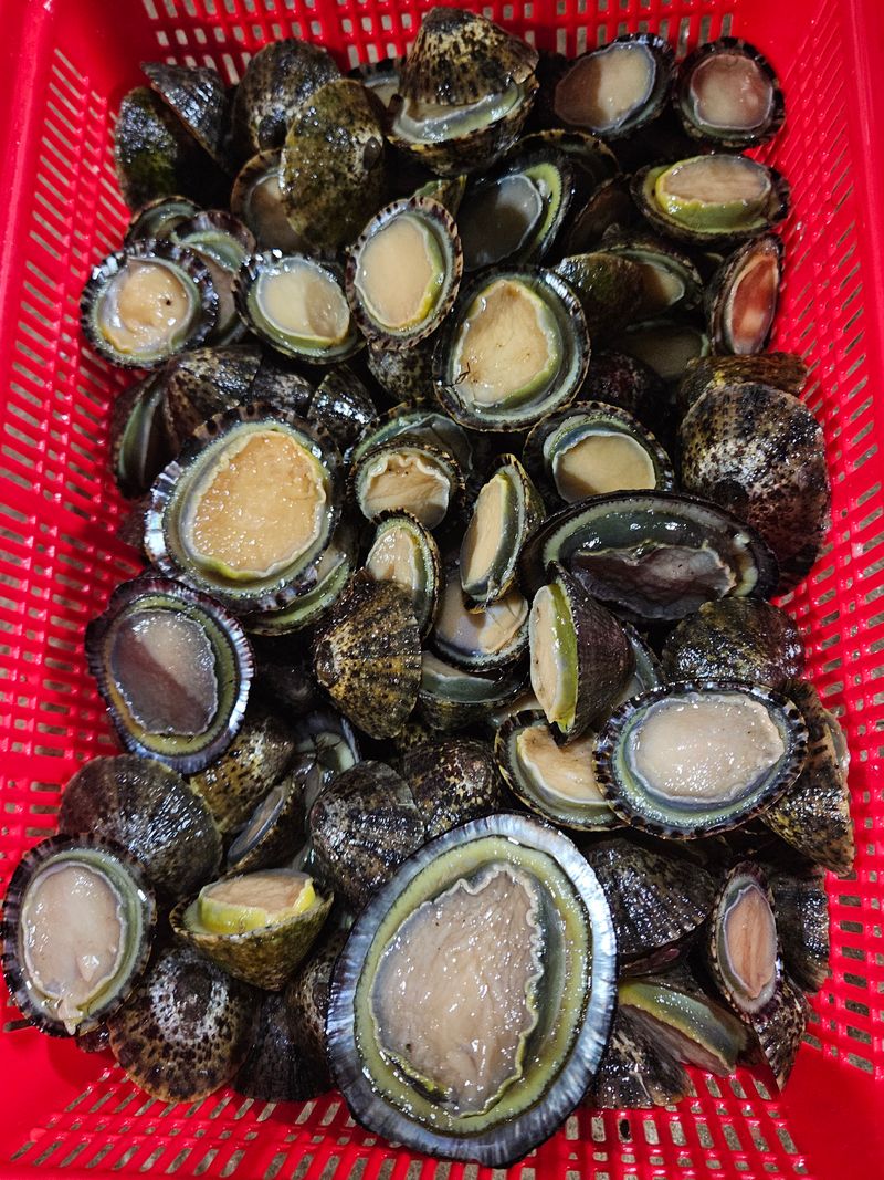 김진국님의 장터 판매 상품 [청정해역 완도 자연산 배말 삿갓조개 500g] 첨부 사진