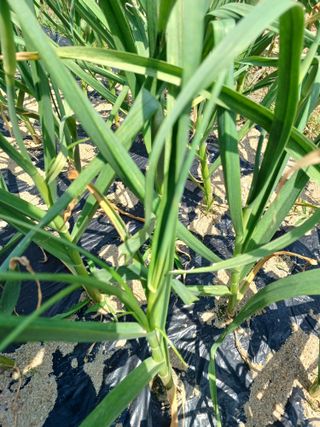 베들임님의 마늘 · 병해충상담 작성글 사진