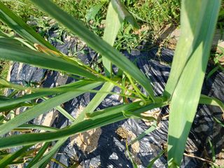 베들임님의 마늘 · 병해충상담 작성글 사진