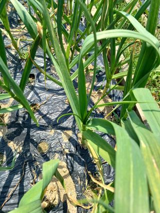 베들임님의 마늘 · 병해충상담 작성글 사진