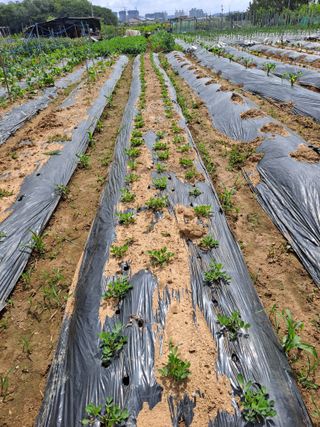 나누고싶어서님의 자유주제 · 칭찬해요 작성글 사진