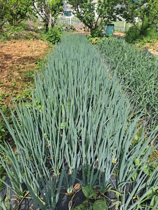 나누고싶어서님의 자유주제 · 칭찬해요 작성글 사진