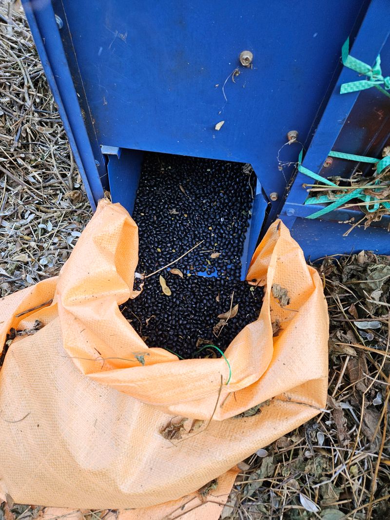 스마일님의 장터 판매 상품 [고랭지평창서리태] 첨부 사진