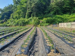 고슴도치공주님의 고추 · 영농일지 작성글 사진