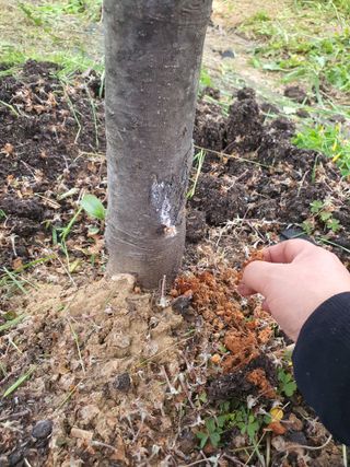 김송현님의 사과 · 병해충상담 작성글 사진