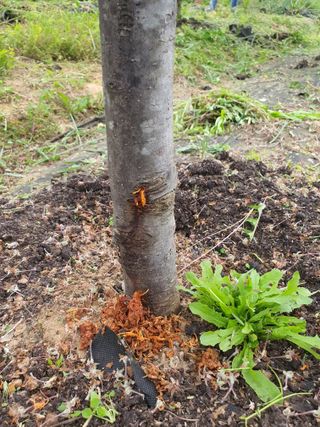 김송현님의 사과 · 병해충상담 작성글 사진