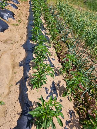 감자20359님의 팜이웃과 출근/퇴근 같이해요! · 참여글 작성글 사진