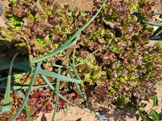 감자20359님의 팜이웃과 출근/퇴근 같이해요! · 참여글 작성글 사진