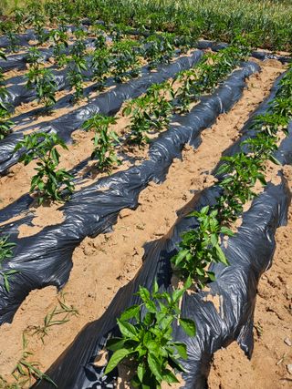 감자20359님의 팜이웃과 출근/퇴근 같이해요! · 참여글 작성글 사진