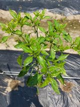 팜모닝 고추·병해충상담 게시글 이미지