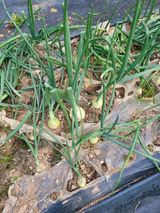 팜모닝 자유주제·자유게시판 게시글 이미지