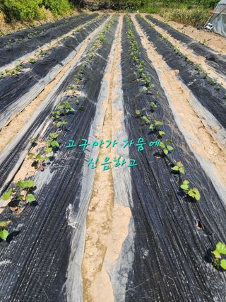 조용오님의 자유주제 · 자유게시판 작성글 사진