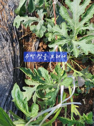 조용오님의 자유주제 · 자유게시판 작성글 사진