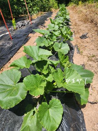 조용오님의 자유주제 · 자유게시판 작성글 사진