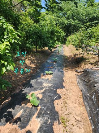 조용오님의 자유주제 · 자유게시판 작성글 사진