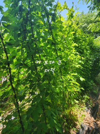 조용오님의 자유주제 · 자유게시판 작성글 사진