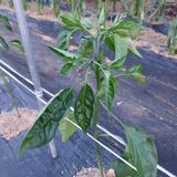 팜모닝 농사, 무엇이든 물어보세요!·참여글 게시글 이미지