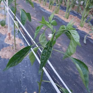 김관식님의 농사, 무엇이든 물어보세요! · 참여글 작성글 사진