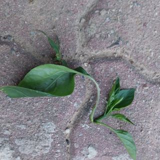김관식님의 농사, 무엇이든 물어보세요! · 참여글 작성글 사진