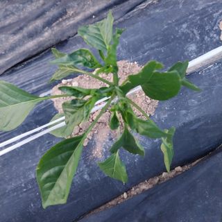 김관식님의 농사, 무엇이든 물어보세요! · 참여글 작성글 사진