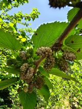 팜모닝 기타작물·병해충상담 게시글 이미지