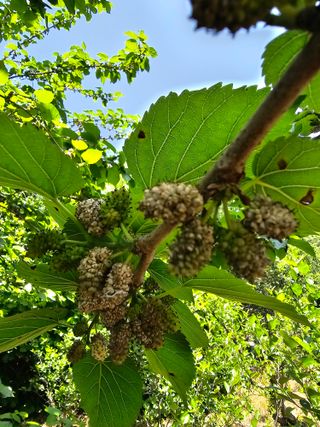 청산거사님의 기타작물 · 병해충상담 작성글 사진