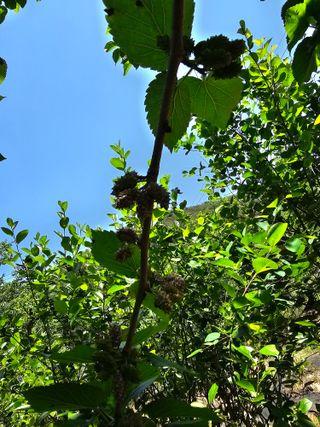 청산거사님의 기타작물 · 병해충상담 작성글 사진