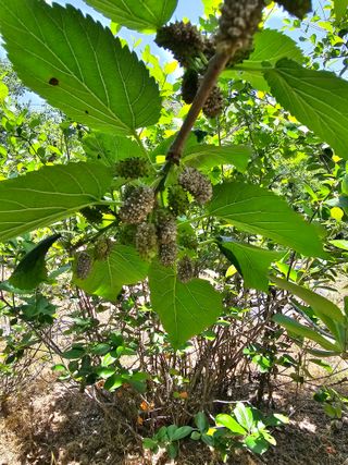 청산거사님의 기타작물 · 병해충상담 작성글 사진