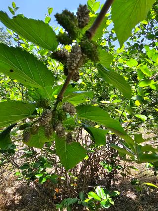 청산거사님의 기타작물 · 병해충상담 작성글 사진