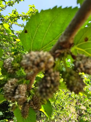 청산거사님의 기타작물 · 병해충상담 작성글 사진