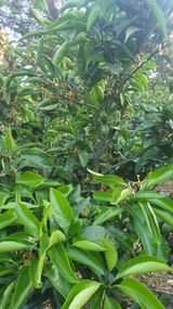 팜모닝 귤·영농일지 게시글 이미지