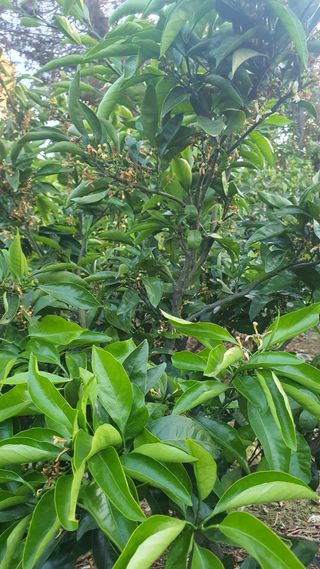 김봉국님의 귤 · 영농일지 작성글 사진