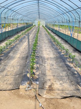 행운농부님의 고추 · 영농일지 작성글 사진