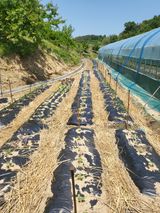 팜모닝 고구마·영농일지 게시글 이미지